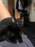 Drácula
