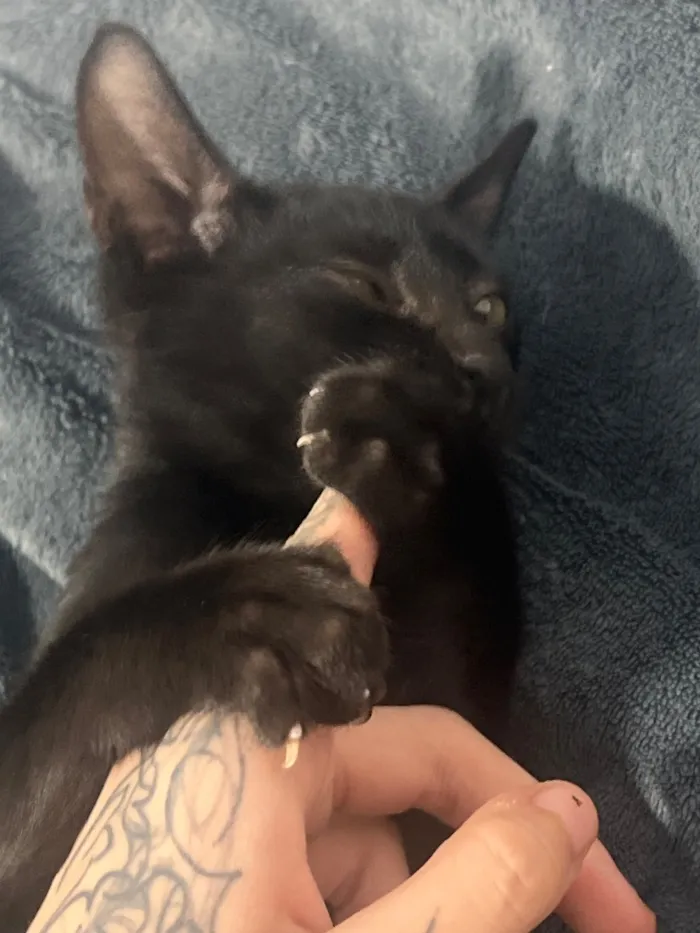 Gato raça SRD-ViraLata idade 2 a 6 meses nome Drácula