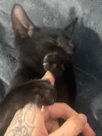 Drácula
