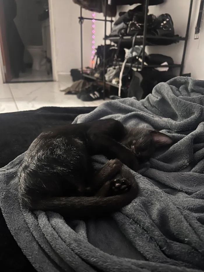 Gato raça SRD-ViraLata idade 2 a 6 meses nome Drácula