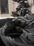 Drácula