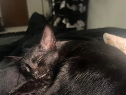 Gato raça SRD-ViraLata idade 2 a 6 meses nome Drácula