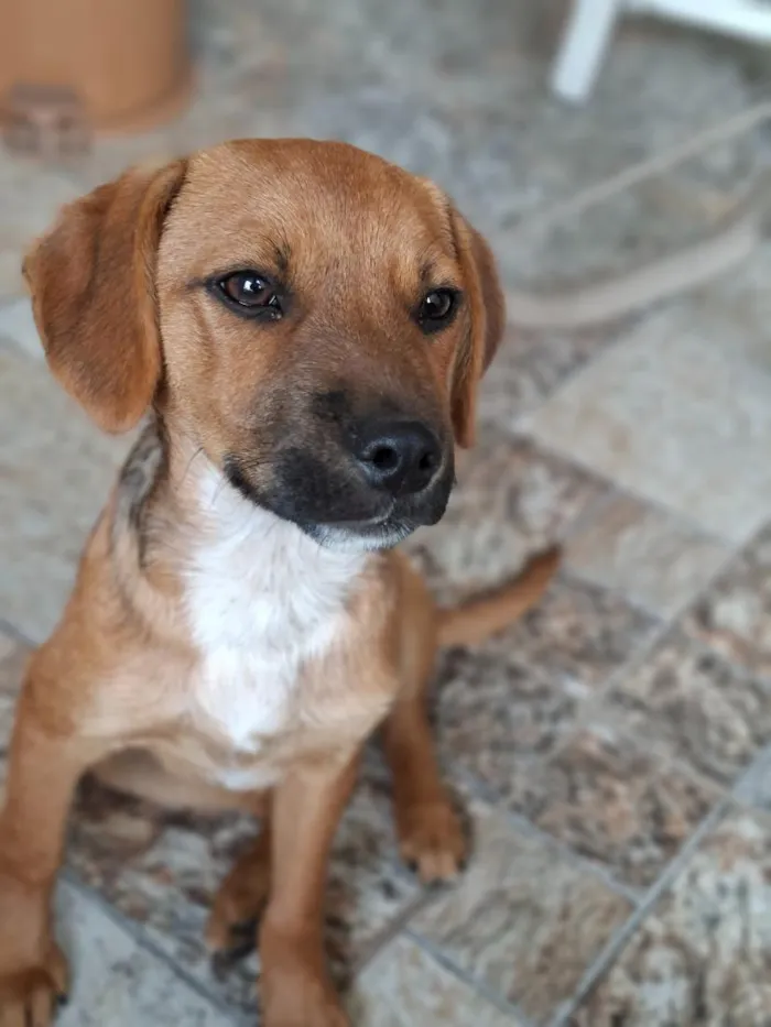 Cachorro raça SRD-ViraLata idade 2 a 6 meses nome Apolo