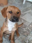 Apolo