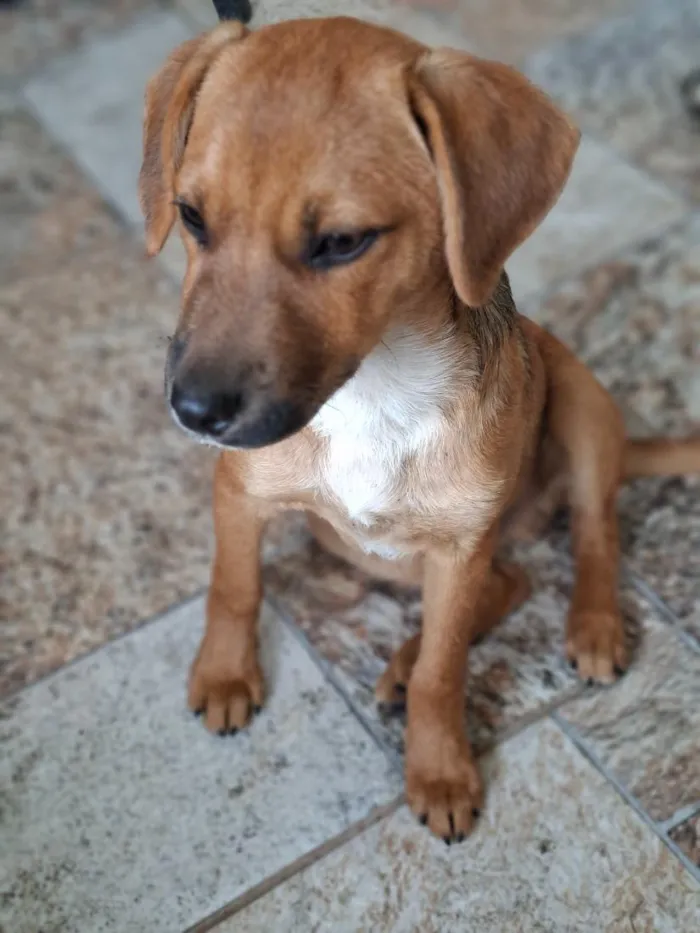 Cachorro raça SRD-ViraLata idade 2 a 6 meses nome Apolo