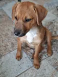 Apolo