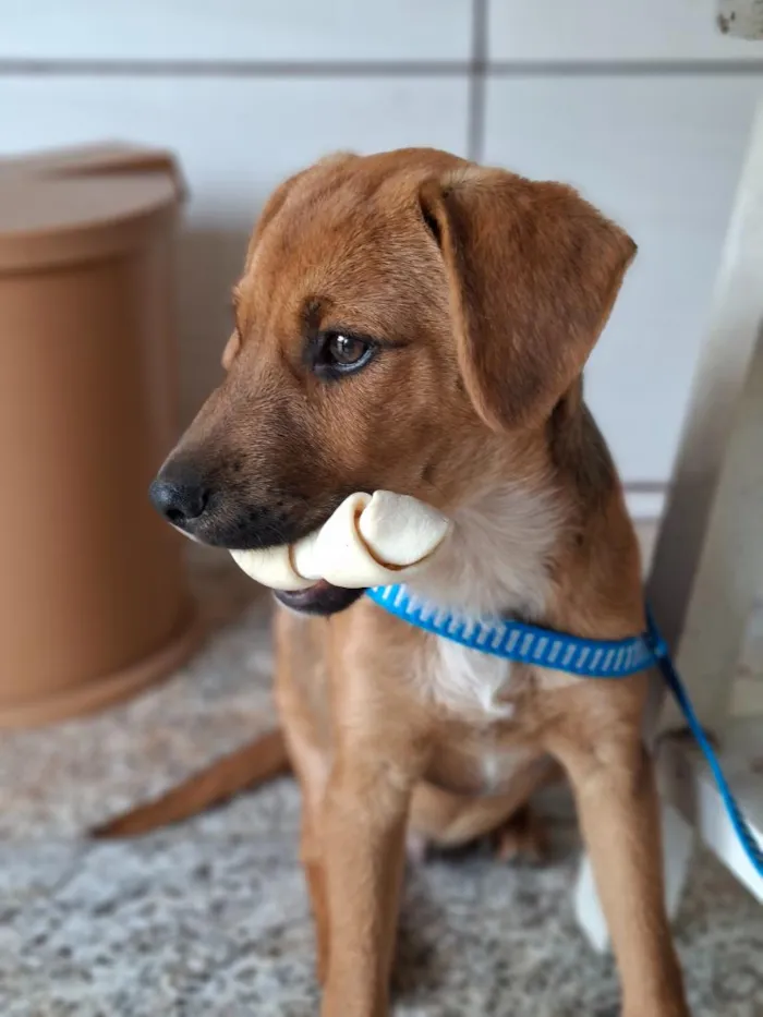 Cachorro raça SRD-ViraLata idade 2 a 6 meses nome Apolo