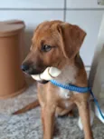Apolo
