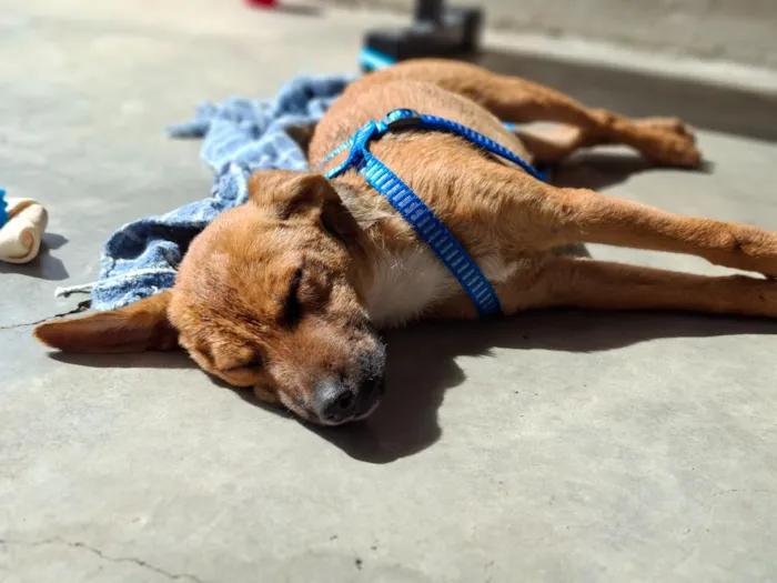 Cachorro raça SRD-ViraLata idade 2 a 6 meses nome Apolo