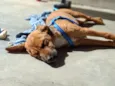 Apolo