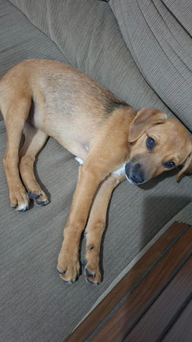 Cachorro raça SRD-ViraLata idade 2 a 6 meses nome Apolo
