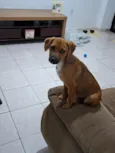 Apolo
