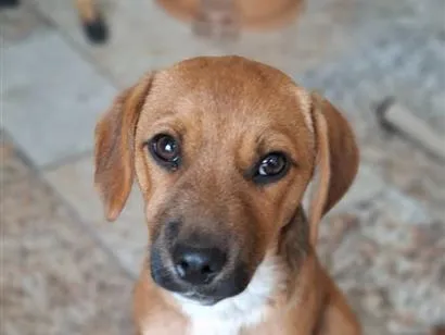 Cachorro raça SRD-ViraLata idade 2 a 6 meses nome Apolo