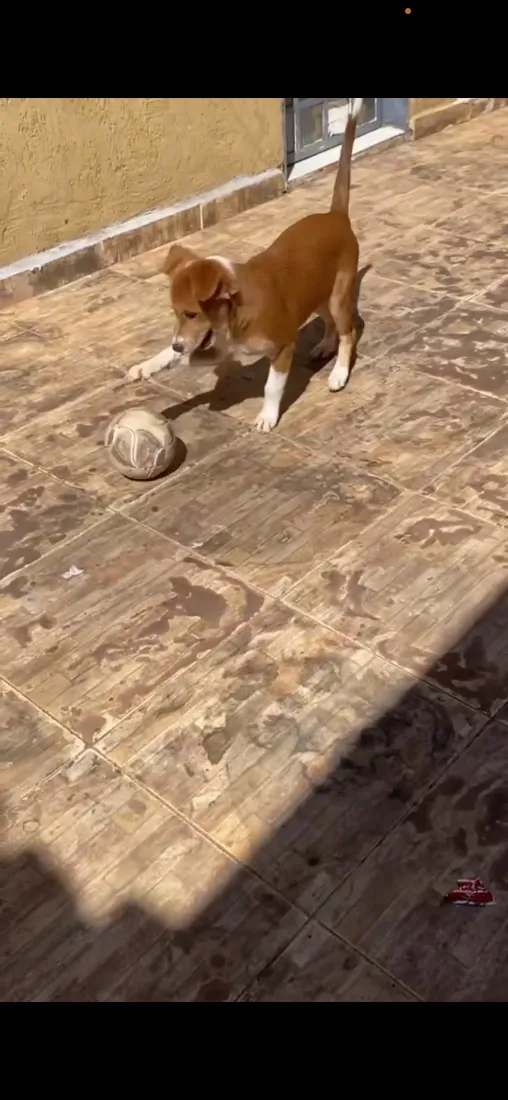 Cachorro raça SRD-ViraLata idade 2 a 6 meses nome Não tem nome ainda