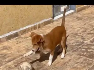 Cachorro raça SRD-ViraLata idade 2 a 6 meses nome Não tem nome ainda