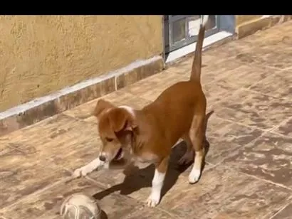 Cachorro raça SRD-ViraLata idade 2 a 6 meses nome Não tem nome ainda