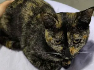 Gato raça SRD-ViraLata idade 2 a 6 meses nome Jade