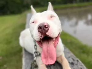 Cachorro raça Pit-Bull idade 3 anos nome Branca Pitbull 