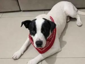 Cachorro raça Pit-Bull idade 2 anos nome pintado Pitbull 