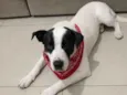 pintado Pitbull