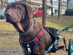 Cachorro raça SRD-ViraLata idade 6 ou mais anos nome Zeca