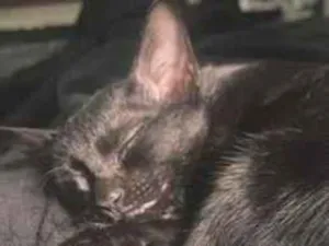 Gato raça SRD-ViraLata idade 2 a 6 meses nome Drácula