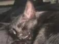 Drácula