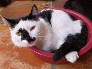 Gato raça SRD-ViraLata idade 2 anos nome branca com preta 