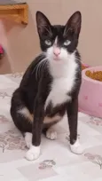 frajola