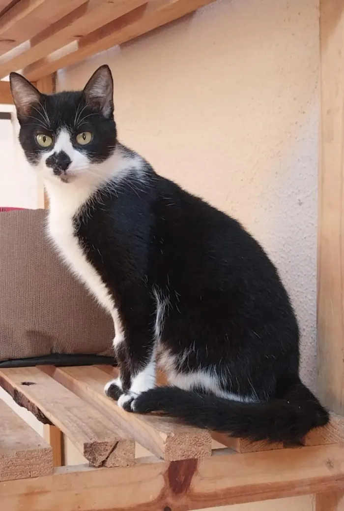 Gato raça SRD-ViraLata idade 2 anos nome Frajola Mimosa