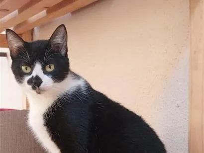 Gato raça SRD-ViraLata idade 2 anos nome Frajola Mimosa