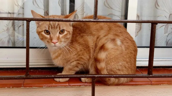 Gato raça SRD-ViraLata idade 2 anos nome Amarelo macho 