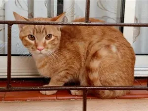Gato raça SRD-ViraLata idade 2 anos nome Amarelo macho 