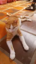 amarelo com branco 