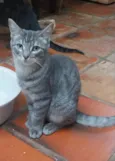 cinza macho