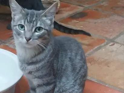 Gato raça SRD-ViraLata idade 2 anos nome cinza macho