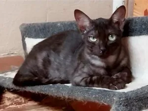 Gato raça SRD-ViraLata idade 1 ano nome preto Macho 