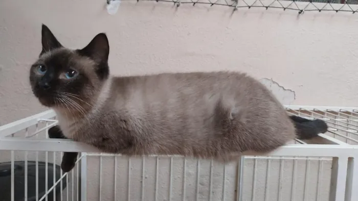 Gato raça Siamês idade 2 anos nome siamês Macho