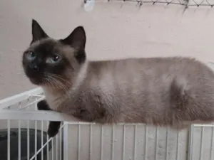 Gato raça Siamês idade 2 anos nome siamês Macho