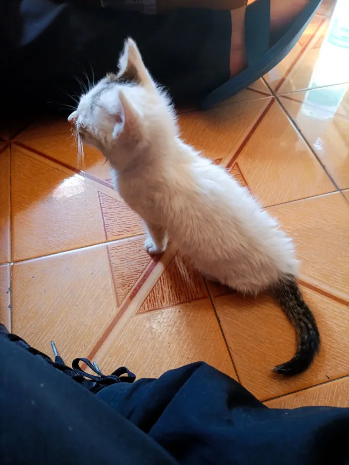 Gato raça SRD-ViraLata idade Abaixo de 2 meses nome Clara
