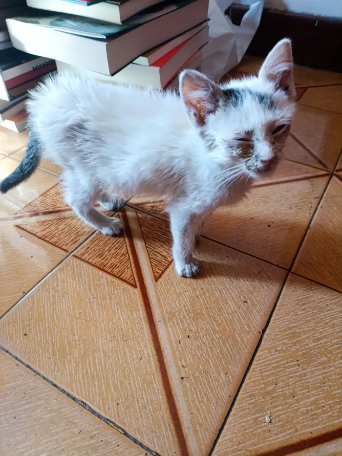 Gato raça SRD-ViraLata idade Abaixo de 2 meses nome Clara
