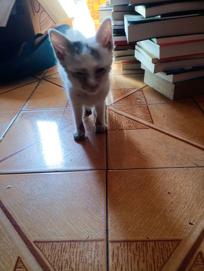 Gato raça SRD-ViraLata idade Abaixo de 2 meses nome Clara
