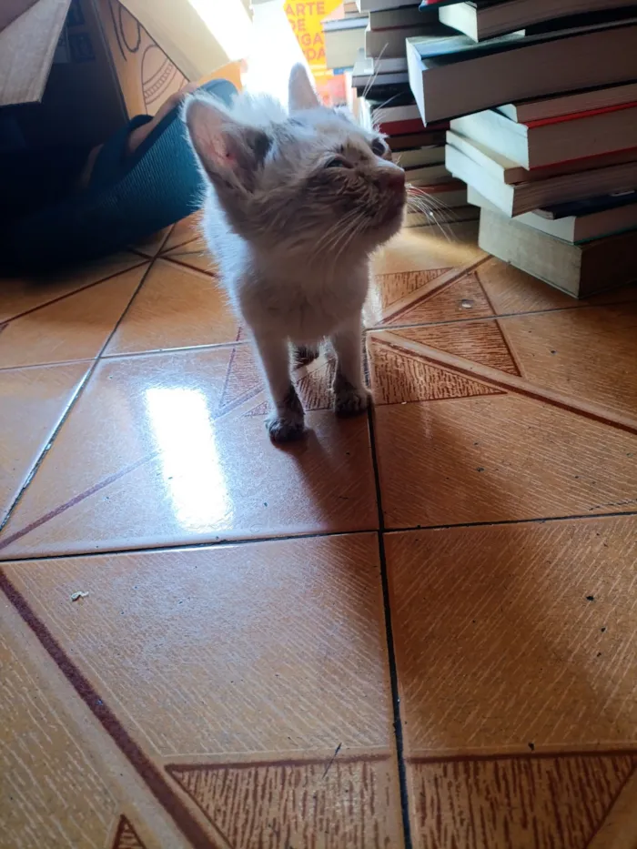 Gato raça SRD-ViraLata idade Abaixo de 2 meses nome Clara