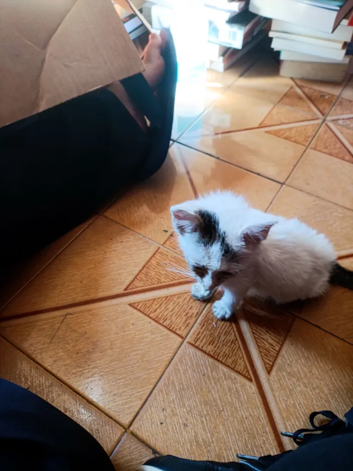 Gato raça SRD-ViraLata idade Abaixo de 2 meses nome Clara