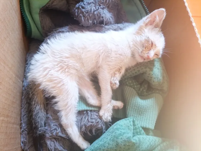 Gato raça SRD-ViraLata idade Abaixo de 2 meses nome Clara