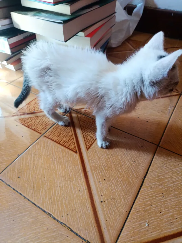 Gato raça SRD-ViraLata idade Abaixo de 2 meses nome Clara