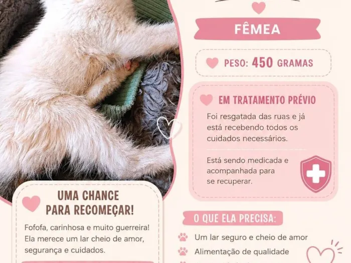 Gato raça SRD-ViraLata idade Abaixo de 2 meses nome Clara