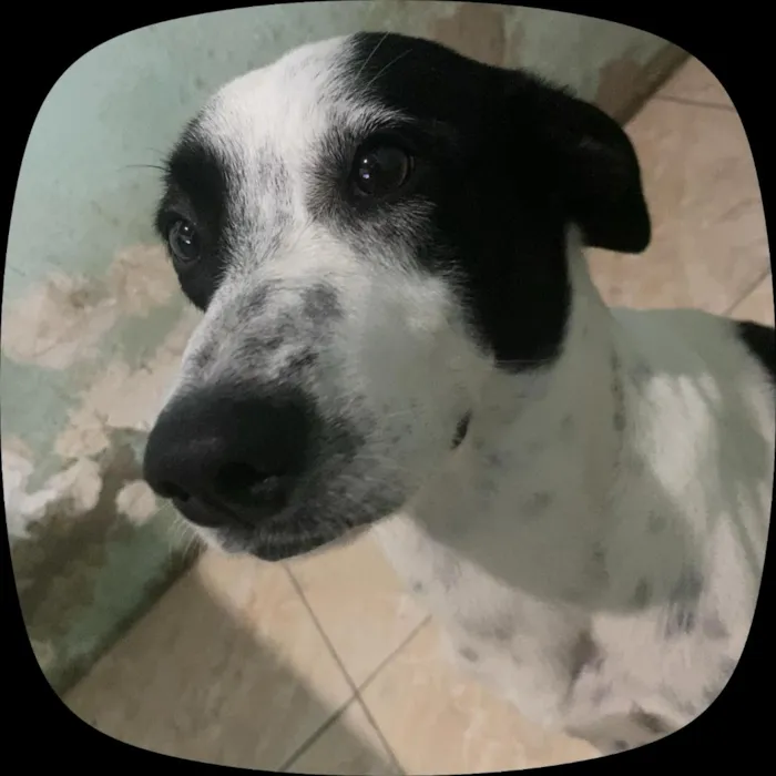 Cachorro raça SRD-ViraLata idade 2 anos nome Thazz