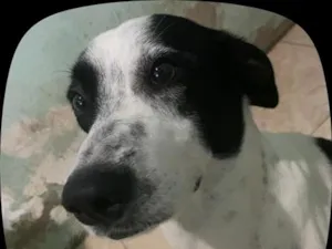 Cachorro raça SRD-ViraLata idade 2 anos nome Thazz