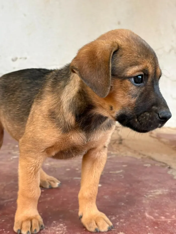 Cachorro raça SRD-ViraLata idade 2 a 6 meses nome Sem nome (aguardando um tutor)